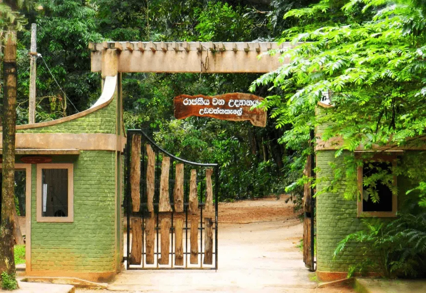 Udawatta Kele Sanctuary Forest Ridge Kandy